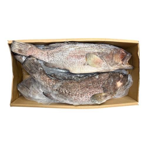 CERNIA INDOP. EVISCERATA GELO 5/8 IQF PAOLOMARE      Peso Variabile