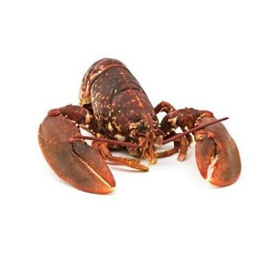 ASTICE CRUDO RETE GELO 400/450 KG.5              Fatturazione peso netto