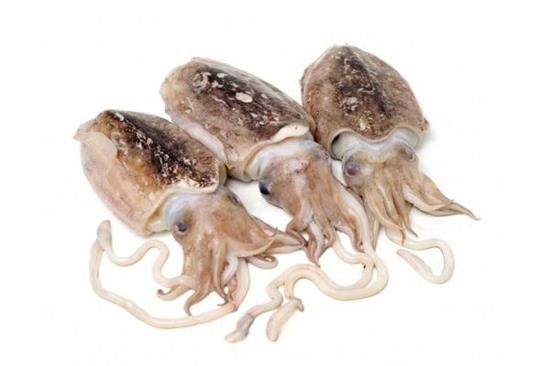 SEPPIA SPORCA GELO (100/200) VS. KG.3 TUNISIA            Zero Glassatura