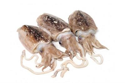 SEPPIA SPORCA GELO (100/200) VS. KG.3 TUNISIA            Zero Glassatura