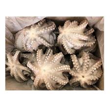 POLPO INDIA IQF 500/1000 GL.20%  KG.10