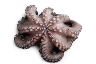 POLPO GELO MAROCCO IQF (T7-500/800) KG.12