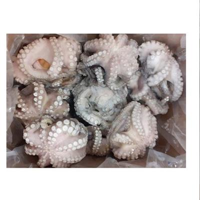 POLPO GELO MAROCCO IQF (T6-800/1200) KG.12