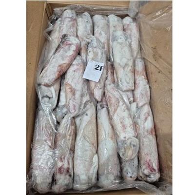 CALAMARI GELO FA034 2P IQF KG.10                              MAURITANIA