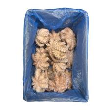 POLPO GELO MAROCCO IQF T6-800/1200 KG.9 SALGADO