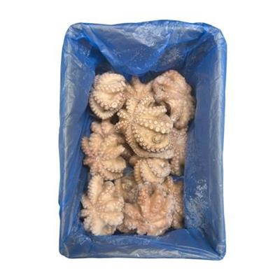POLPO GELO MAROCCO IQF T6-800/1200 KG.9 SALGADO