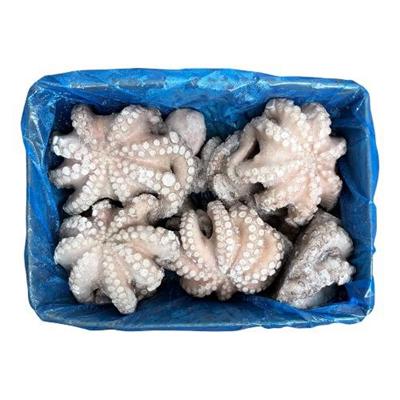 POLPO GELO MAROCCO IQF (T5-1200/1500) KG.12