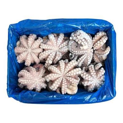 POLPO GELO MAROCCO IQF (T6-800/1200) KG.12